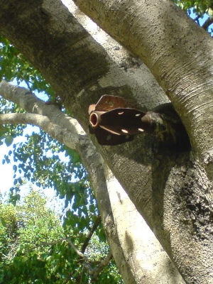 Bodhi Tree During 2000 Attack